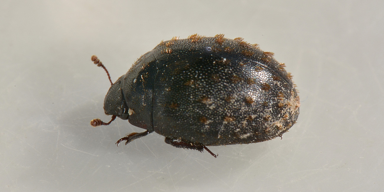 Nosodendron fasciculare , Nosodendridae